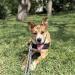 Mischling Ricotta, 08/2024, Endgröße ca. 55 cm