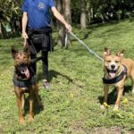 Mischling Ricotta, 08/2024, Endgröße ca. 55 cm