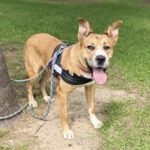 Mischling Ricotta, 08/2024, Endgröße ca. 55 cm