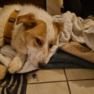 Mischling Robin, 04/2025, ca. 55 cm, 27330 Asendorf