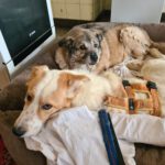 Mischling Robin, 04/2025, ca. 55 cm, 27330 Asendorf