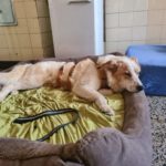 Mischling Robin, 04/2025, ca. 55 cm, 27330 Asendorf