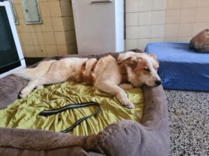 Mischling Robin, 04/2025, ca. 55 cm, 27330 Asendorf