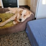 Mischling Robin, 04/2025, ca. 55 cm, 27330 Asendorf