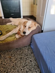 Mischling Robin, 04/2025, ca. 55 cm, 27330 Asendorf
