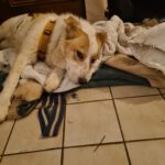 Mischling Robin, 04/2025, ca. 55 cm, 27330 Asendorf