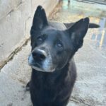 Mischling Rocky, 08/2018, ca. 65 cm