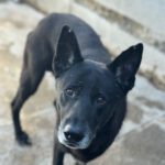 Mischling Rocky, 08/2018, ca. 65 cm