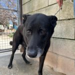 Mischling Rocky, 08/2018, ca. 65 cm