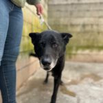 Mischling Rocky, 08/2018, ca. 65 cm