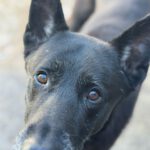 Mischling Rocky, 08/2018, ca. 65 cm