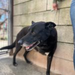 Mischling Rocky, 08/2018, ca. 65 cm