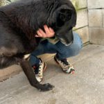 Mischling Rocky, 08/2018, ca. 65 cm