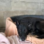 Mischling Rocky, 08/2018, ca. 65 cm