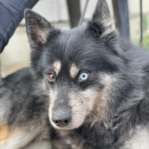 Pomsky Ron, 01/2022, ca. 40- 45 cm