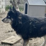 Pomsky Ron, 01/2022, ca. 40- 45 cm