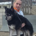 Pomsky Ron, 01/2022, ca. 40- 45 cm