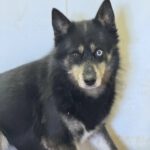 Pomsky Ron, 01/2022, ca. 40- 45 cm