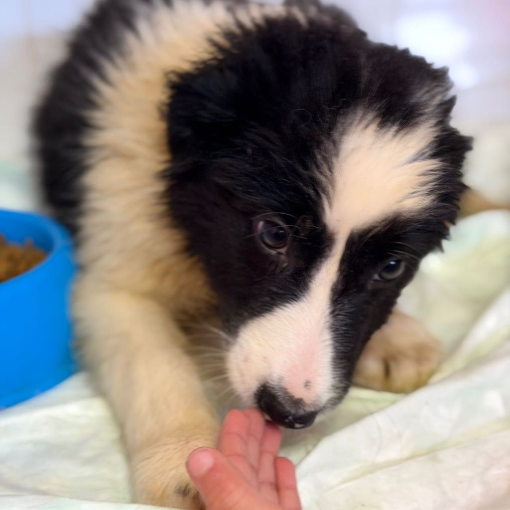 Border Collie Rookie, 11/2025, Endgröße ca. 53 cm