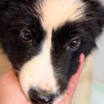 Border Collie Rookie, 11/2025, Endgröße ca. 53 cm