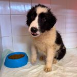 Border Collie Rookie, 11/2025, Endgröße ca. 53 cm