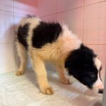 Border Collie Rookie, 11/2025, Endgröße ca. 53 cm