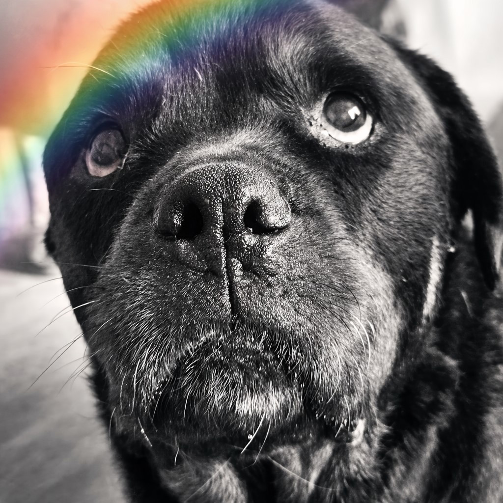 Rottweiler Iris - Regenbogenbruecke SALVA Hundehilfe