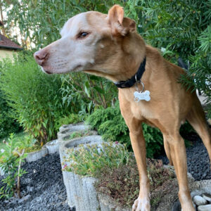 Rubito Regenbogenbrücke SALVA Hundehilfe