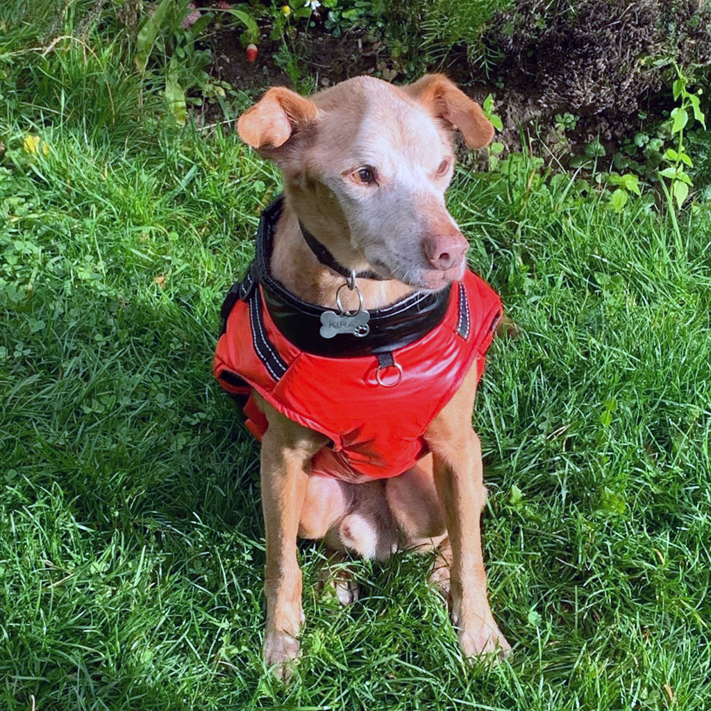 Rubito Regenbogenbrücke SALVA Hundehilfe