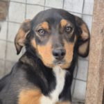 Mischling Sabea, 11/2025, Endgröße ca. 58 cm