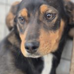 Mischling Sabea, 11/2025, Endgröße ca. 58 cm