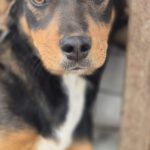 Mischling Sabea, 11/2025, Endgröße ca. 58 cm