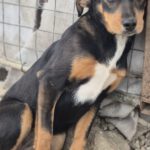 Mischling Sabea, 11/2025, Endgröße ca. 58 cm