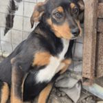 Mischling Sabea, 11/2025, Endgröße ca. 58 cm