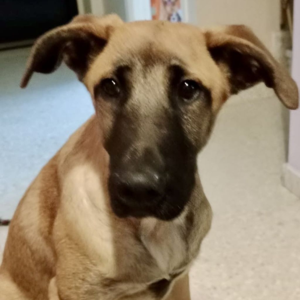 Mischling Severn, 08/2025, Endgröße ca. 55-65 cm