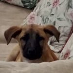 Mischling Severn, 08/2025, Endgröße ca. 55-65 cm