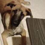 Mischling Severn, 08/2025, Endgröße ca. 55-65 cm