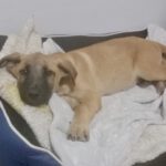 Mischling Severn, 08/2025, Endgröße ca. 55-65 cm