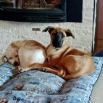 Mischling Severn, 08/2025, Endgröße ca. 55-65 cm