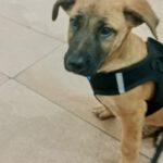 Mischling Severn, 08/2025, Endgröße ca. 55-65 cm