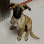 Mischling Severn, 08/2025, Endgröße ca. 55-65 cm