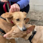 Podenco Shiloh, 11/2021, ca. 45 cm