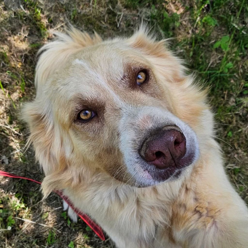 Mischling Simba, 04/2020, ca. 70 cm