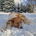 Mischling Simba, 04/2020, ca. 70 cm