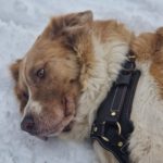 Mischling Simba, 04/2020, ca. 70 cm