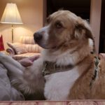 Mischling Simba, 04/2020, ca. 70 cm