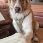 Mischling Simba, 04/2020, ca. 70 cm