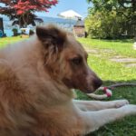 Mischling Simba, 04/2020, ca. 70 cm