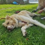 Mischling Simba, 04/2020, ca. 70 cm