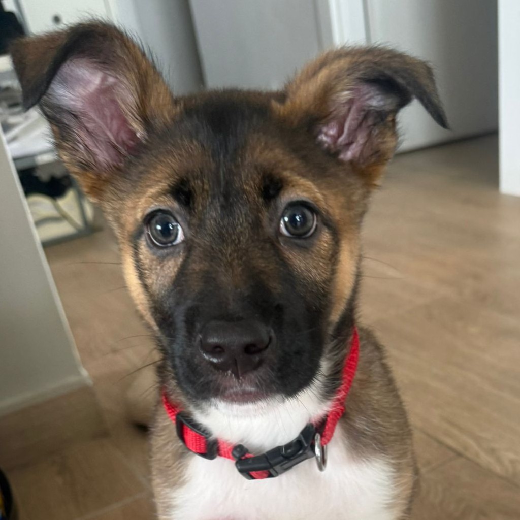 Mischling Stormi, 11/2025, Endgröße ca. 53 cm